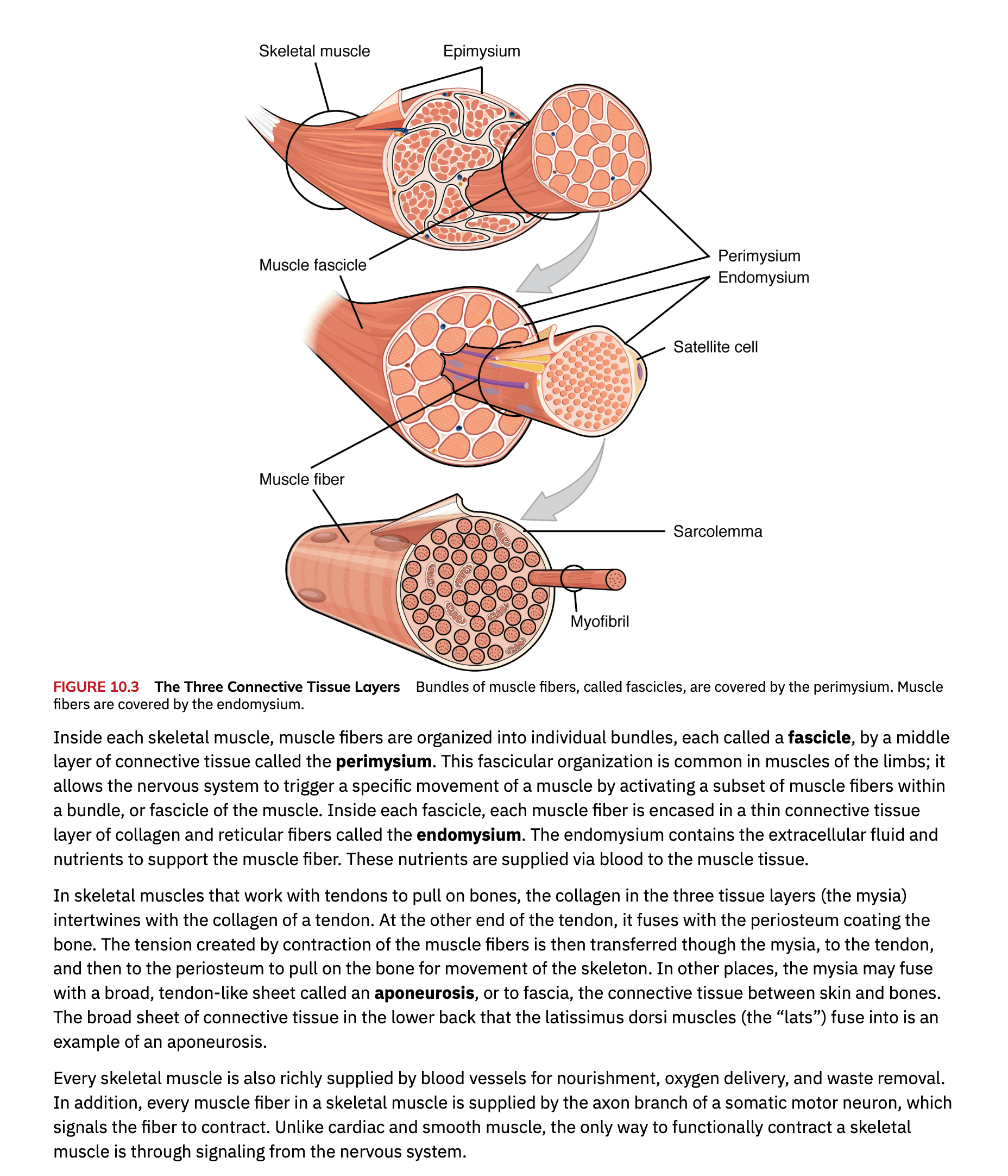 Anatomy textbook page about connective tissue layers in skeletal muscle